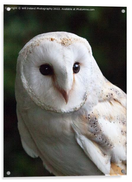 Barn Owl Portrait  Acrylic by Will Ireland Photography