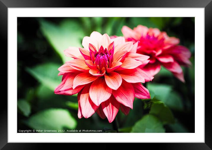 Dahlias In The Borders Of Rousham House Framed Mounted Print by Peter Greenway
