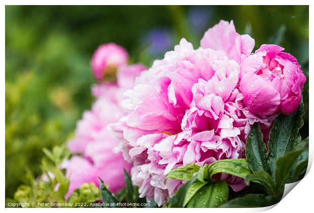 Pink Peonies ( Paeonia ) After A Rain Shower In The Walled Garde Print by Peter Greenway