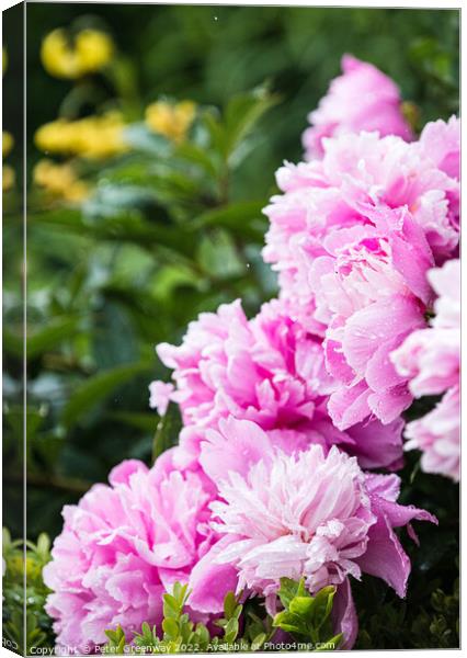 Pink Peonies ( Paeonia ) After A Rain Shower In The Walled Garde Canvas Print by Peter Greenway