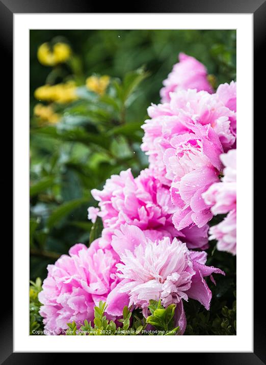 Pink Peonies ( Paeonia ) After A Rain Shower In The Walled Garde Framed Mounted Print by Peter Greenway