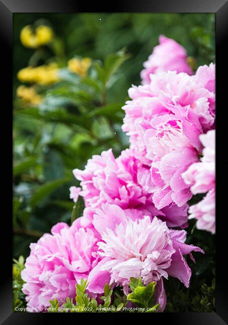 Pink Peonies ( Paeonia ) After A Rain Shower In The Walled Garde Framed Print by Peter Greenway