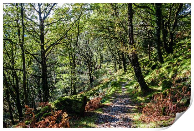 A Woodland Path Wales Print by Pearl Bucknall