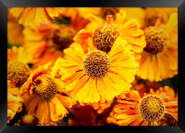 Helenium Autumnale 'Waltrut' In The Walled Garden At Rousham House Framed Print by Peter Greenway