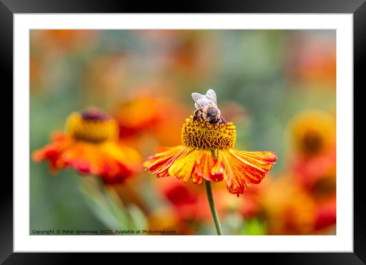 Helenium Autumnale 'Waltrut' In The Walled Garden At Rousham Hou Framed Mounted Print by Peter Greenway