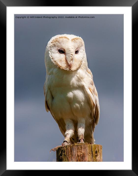 Barn Owl Portrait Framed Mounted Print by Will Ireland Photography