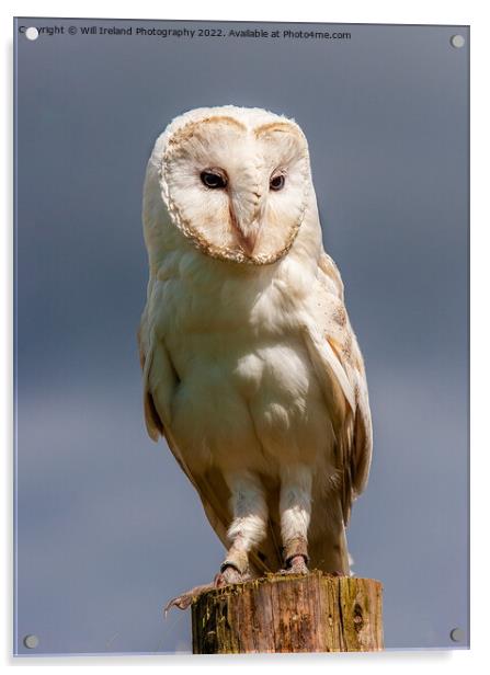 Barn Owl Portrait Acrylic by Will Ireland Photography