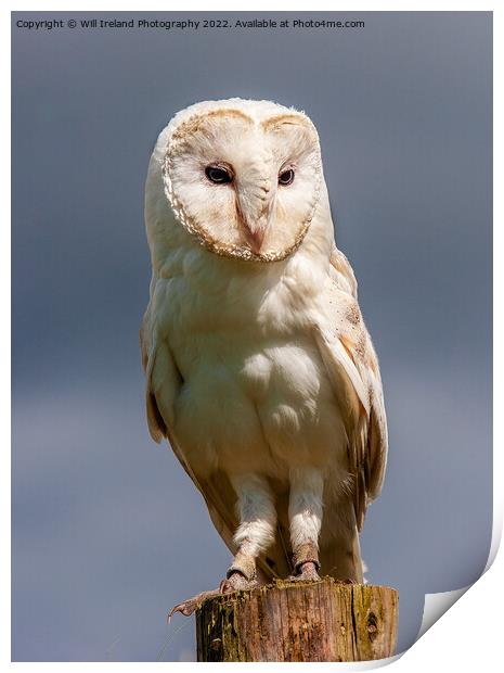 Barn Owl Portrait Print by Will Ireland Photography