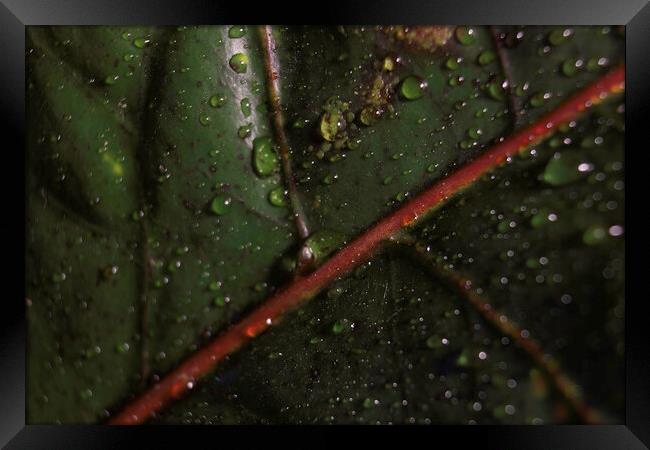 Abstract green background. Macro Croton plant leaf with water drops. Natural backdrop for brand design, selective focus of a leaf detailed shot showing veins Framed Print by Arpan Bhatia