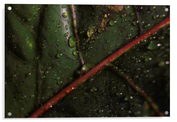 Abstract green background. Macro Croton plant leaf with water drops. Natural backdrop for brand design, selective focus of a leaf detailed shot showing veins Acrylic by Arpan Bhatia