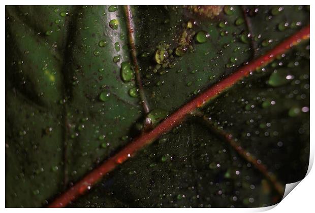 Abstract green background. Macro Croton plant leaf with water drops. Natural backdrop for brand design, selective focus of a leaf detailed shot showing veins Print by Arpan Bhatia