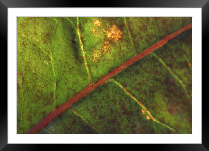 Abstract green background. Macro Croton (Codiaeum variegatum), structure of the back of a leaf Framed Mounted Print by Arpan Bhatia