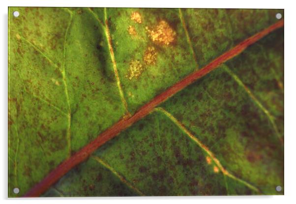 Abstract green background. Macro Croton (Codiaeum variegatum), structure of the back of a leaf Acrylic by Arpan Bhatia