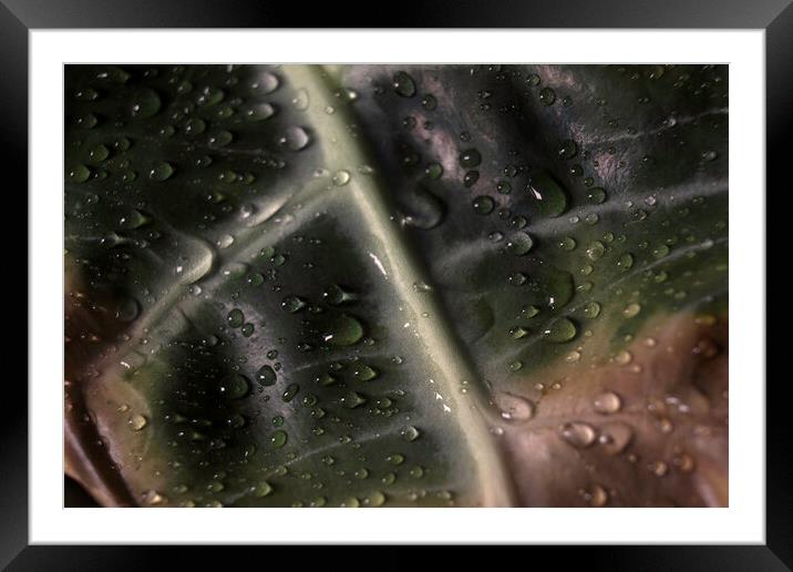 Alocasia is known usually as the Kris Plant or Elephant Ear. Abstract macro of a houseplant leaf, unique alien looking leaves. Large protruding white veins Framed Mounted Print by Arpan Bhatia