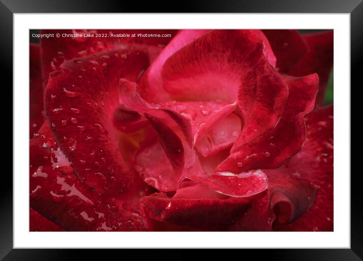 Natures Teardrops Framed Mounted Print by Christine Lake