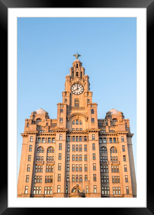 Looking up at the Royal Liver Building Framed Mounted Print by Jason Wells