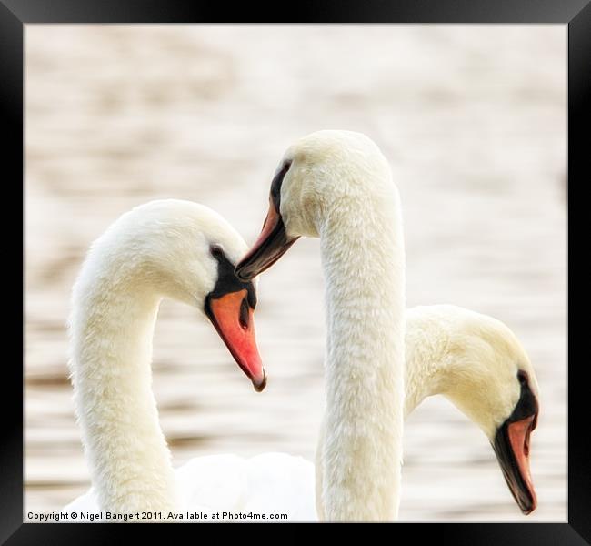Swan Necks Framed Print by Nigel Bangert