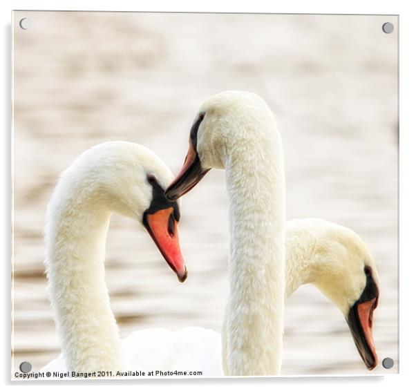 Swan Necks Acrylic by Nigel Bangert