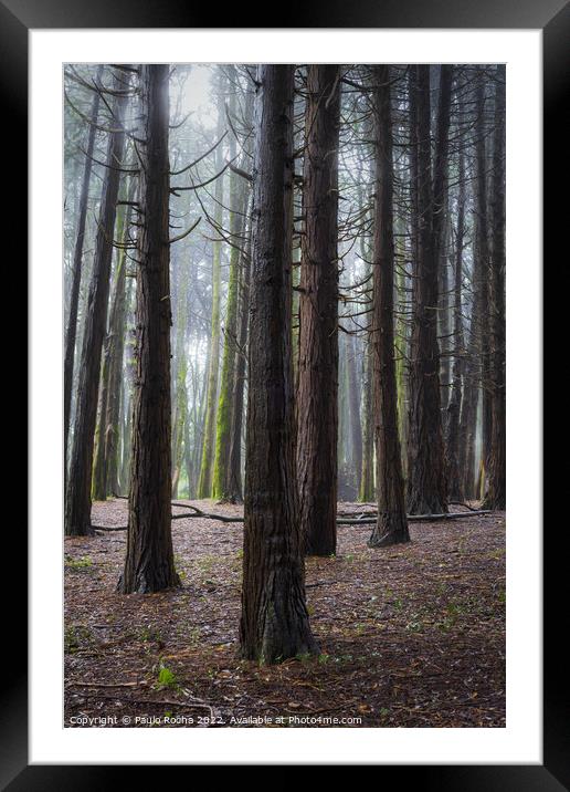 A woodland scene with fog Framed Mounted Print by Paulo Rocha