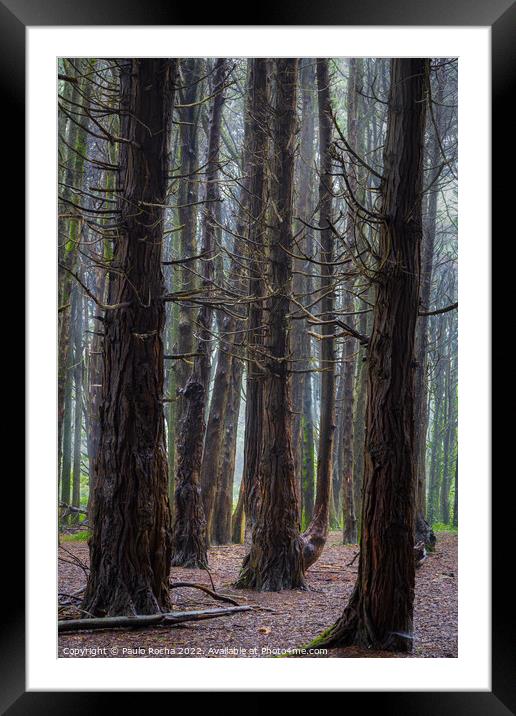 A woodland scene with fog Framed Mounted Print by Paulo Rocha