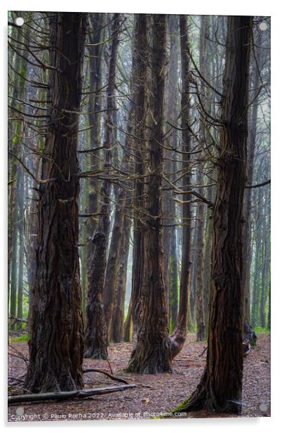 A woodland scene with fog Acrylic by Paulo Rocha