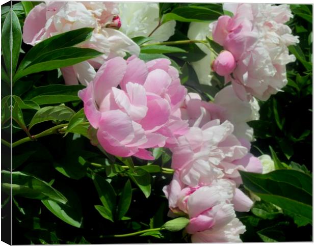 Lush Pink Peonies Canvas Print by Stephanie Moore