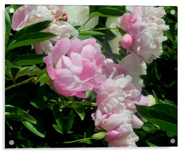 Lush Pink Peonies Acrylic by Stephanie Moore