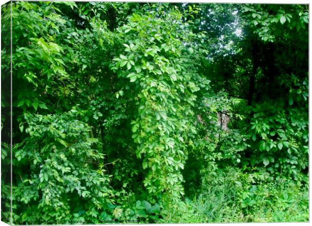 Green vines in the park, Ottawa, ON Canvas Print by Stephanie Moore