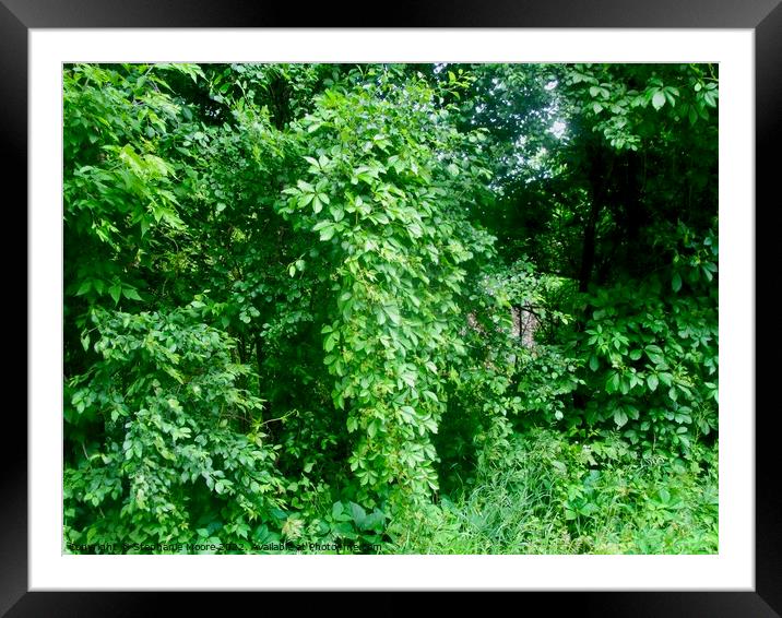 Green vines in the park, Ottawa, ON Framed Mounted Print by Stephanie Moore