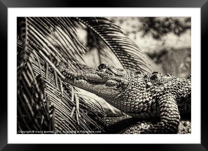 Crocodylus Moreletii B/W Framed Mounted Print by Maria Tzamtzi Photography