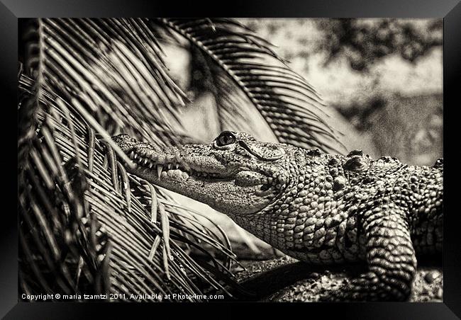 Crocodylus Moreletii B/W Framed Print by Maria Tzamtzi Photography