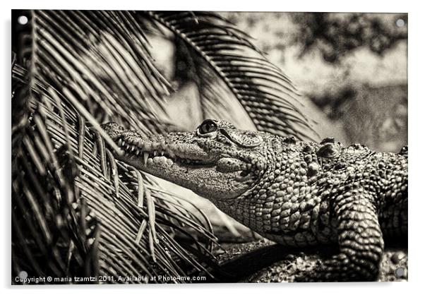 Crocodylus Moreletii B/W Acrylic by Maria Tzamtzi Photography