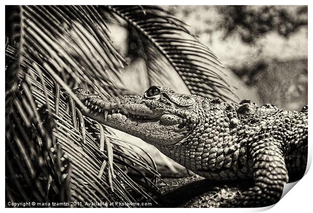 Crocodylus Moreletii B/W Print by Maria Tzamtzi Photography