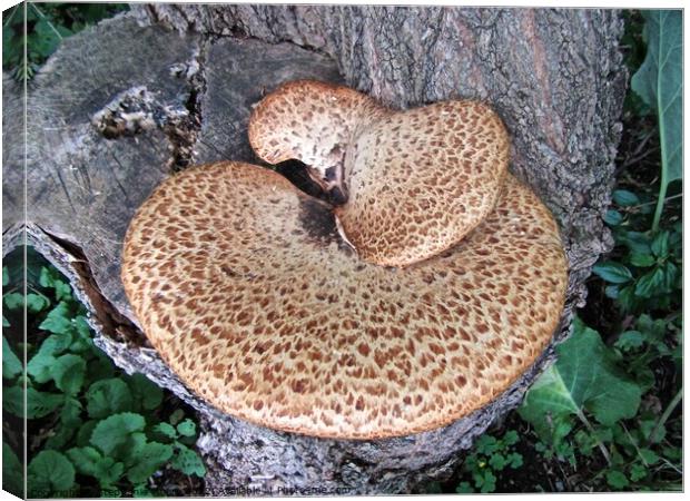 Fungus on a tree stump Canvas Print by Stephanie Moore