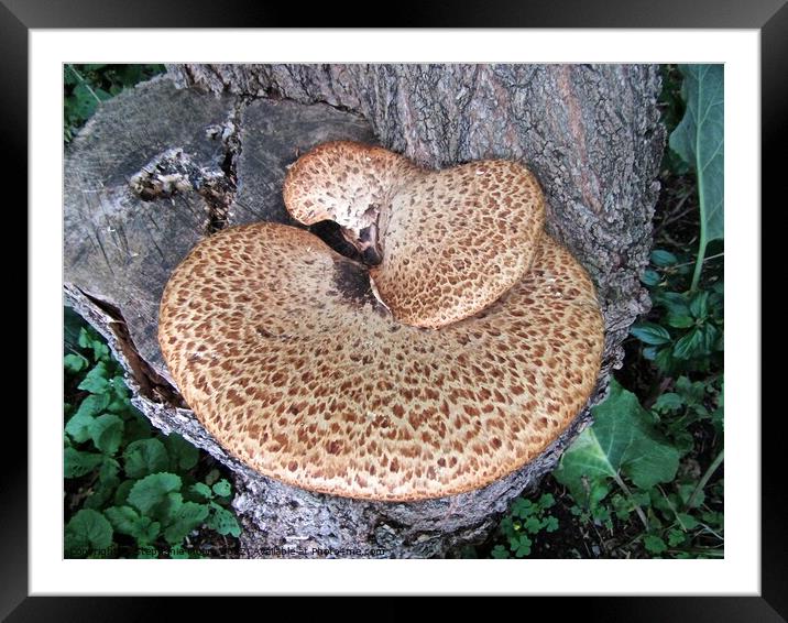 Fungus on a tree stump Framed Mounted Print by Stephanie Moore