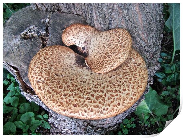 Fungus on a tree stump Print by Stephanie Moore