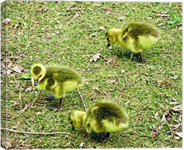 Three  Canada goose Goslings Canvas Print by Stephanie Moore