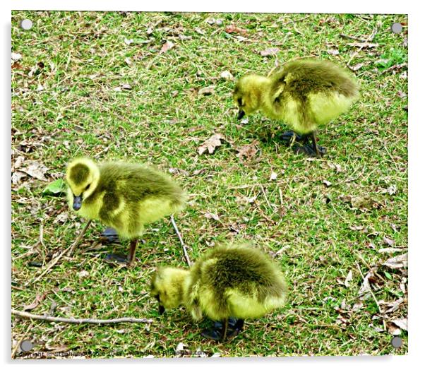 Three  Canada goose Goslings Acrylic by Stephanie Moore