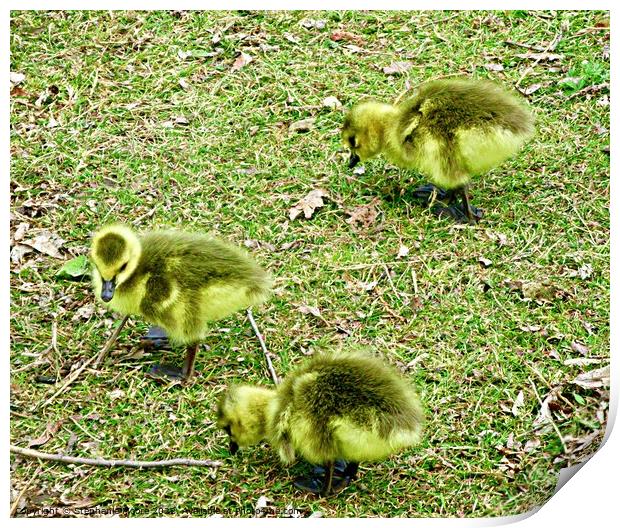 Three  Canada goose Goslings Print by Stephanie Moore