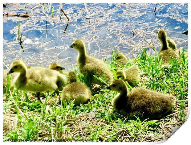 Canada goose teenagers Print by Stephanie Moore