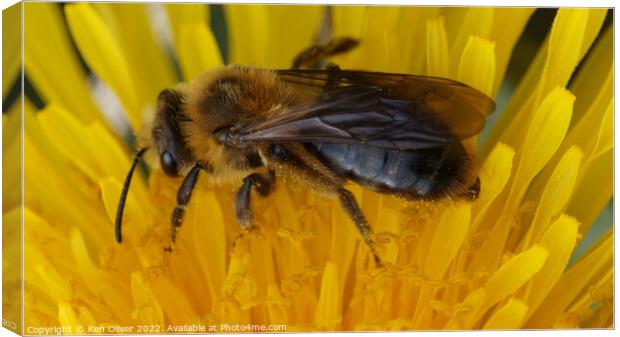 "Nature's Nectar: A Bumblebee Bliss" Canvas Print by Ken Oliver