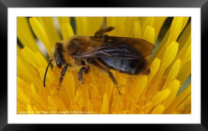 "Nature's Nectar: A Bumblebee Bliss" Framed Mounted Print by Ken Oliver