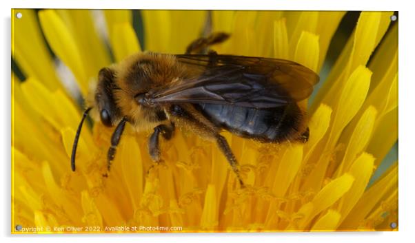 "Nature's Nectar: A Bumblebee Bliss" Acrylic by Ken Oliver