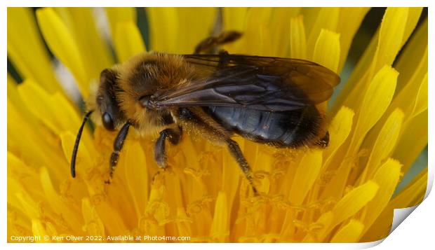 "Nature's Nectar: A Bumblebee Bliss" Print by Ken Oliver
