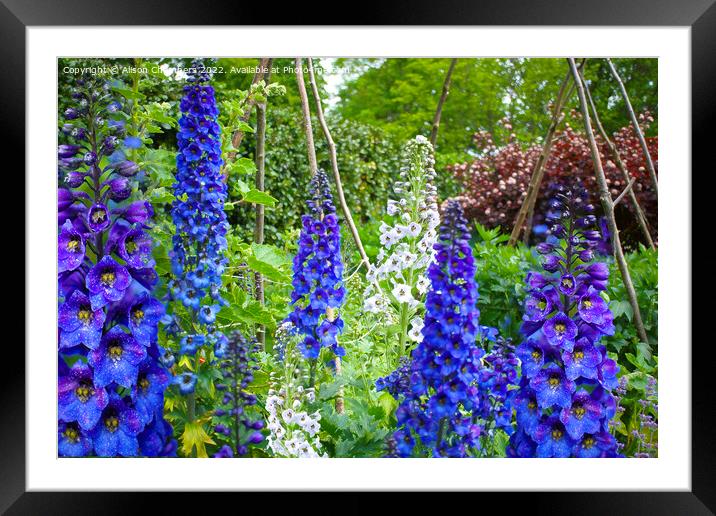 Delphiniums  Framed Mounted Print by Alison Chambers