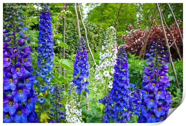 Delphiniums  Print by Alison Chambers