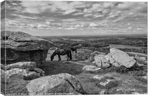 Resilient Ponies on Sheepstor Summit Canvas Print by Roger Mechan