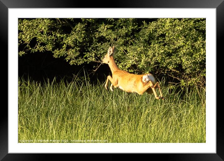 A deer jumping in the woods Framed Mounted Print by Fabrizio Malisan