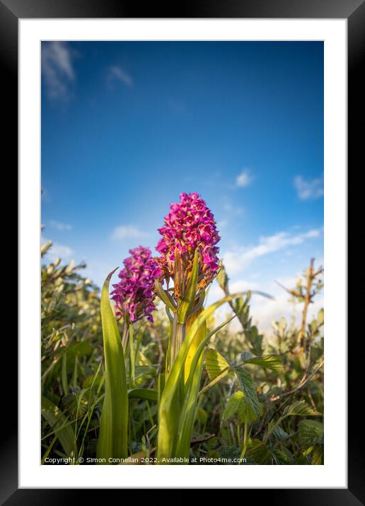 Wild Orchids Framed Mounted Print by Simon Connellan