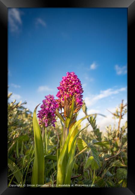 Wild Orchids Framed Print by Simon Connellan
